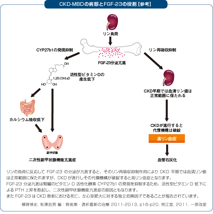 CKD-MBDの病態とFGF-23の役割の図