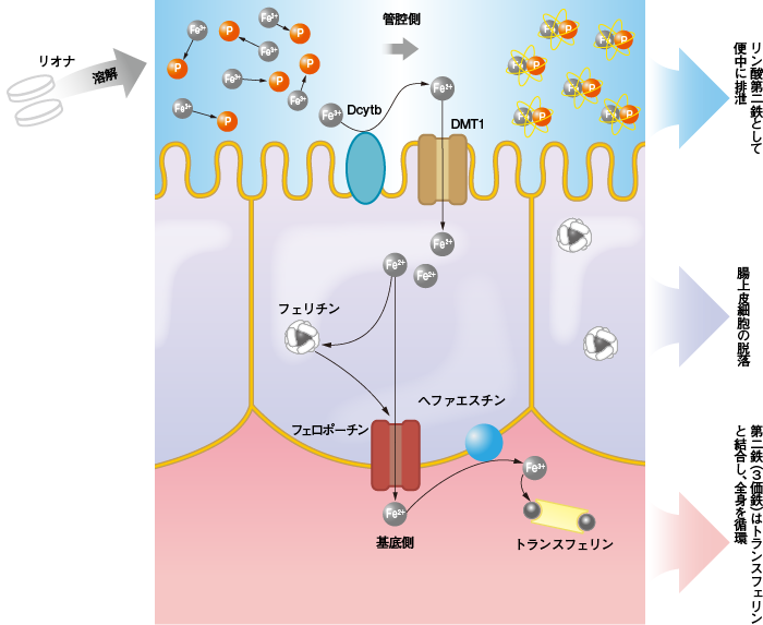リオナの薬物動態【血液透析患者】の図