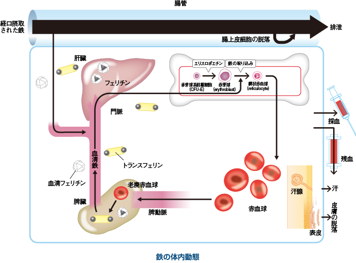 鉄の体内動態の図