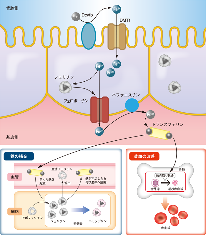 鉄の補充と貧血の改善のメカニズム│リオナ.jp│鳥居薬品 医療関係者