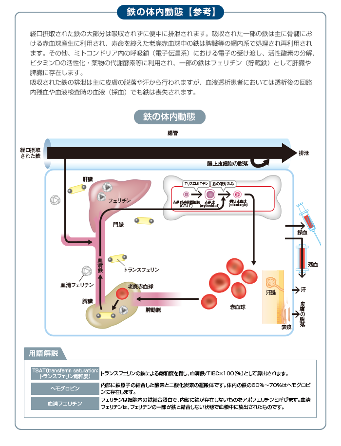 鉄の体内動態【参考】