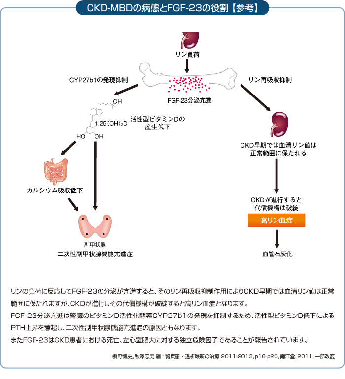 CKD-MBDの病態とFGF-23の役割【参考】